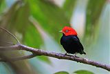 Red-capped Manakin